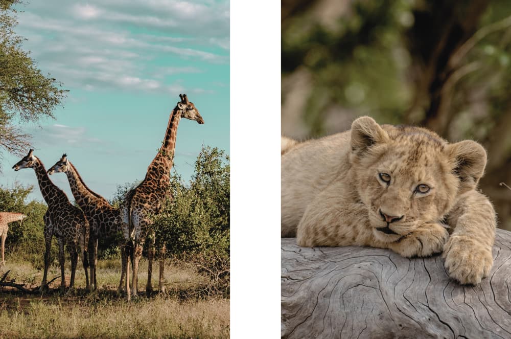 Bestours Viajes - propuesta de vacaciones en sudáfrica en familia